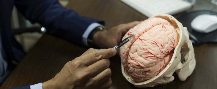 Man examining a model of a brain